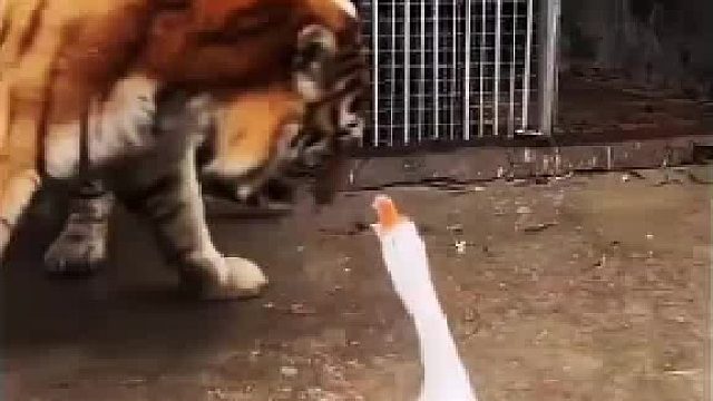 老虎遇见鹅天霸他也会怕怕