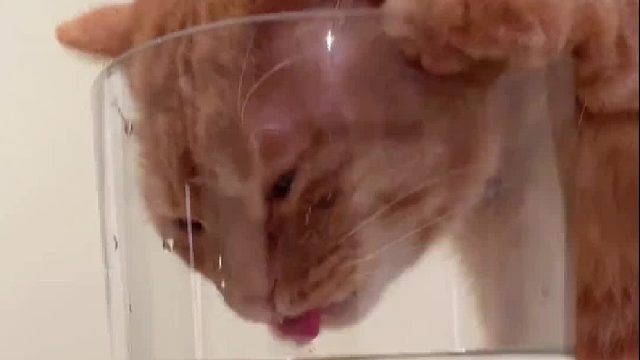 哈哈哈哈哈哈这还是猫吗？！