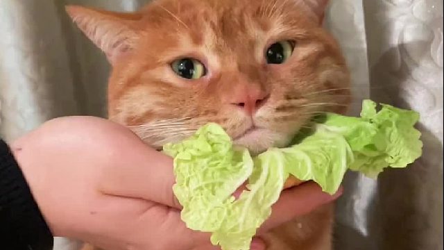 谁会忍心拒绝这么委屈的堡宝