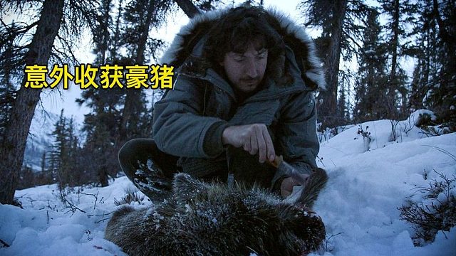 零度以下的生活：狩猎30斤豪猪、采集香脂树做药膏、收获皮草