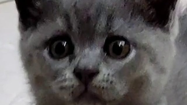 是谁说把小猫咪奶瓶打翻！！小猫会哭很久的！！！你给我出来！