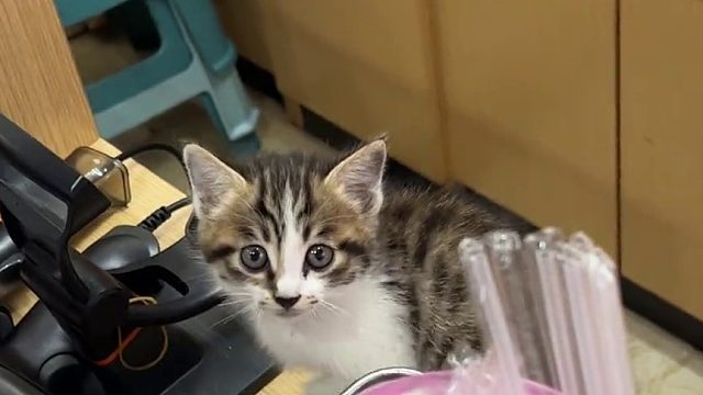 咪咪喜欢霸道总裁哈哈哈