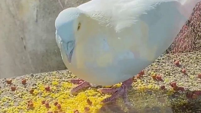 今天窗台又来了一位客人，有家有主，吃完就跑的那种