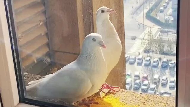 当你无意间喂了一只鸽子，那么你就会拥有一群鸽子