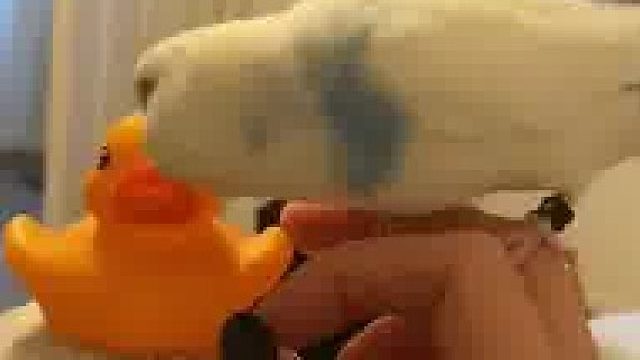 嫉妒让鹦鹉面目全非