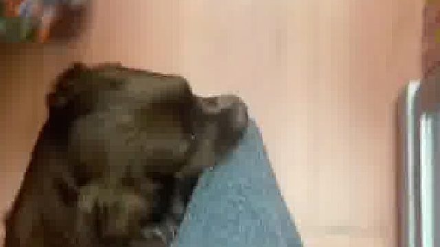 小狗哼唧唧拉着小姐姐撒娇，要求她给它买火腿肠，果然撒娇的狗狗也好命啊…