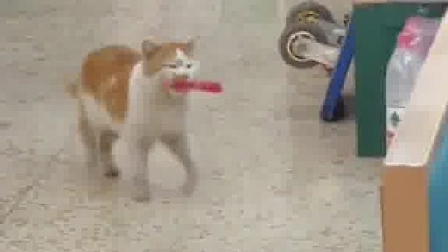 猫猫偷肠大盗