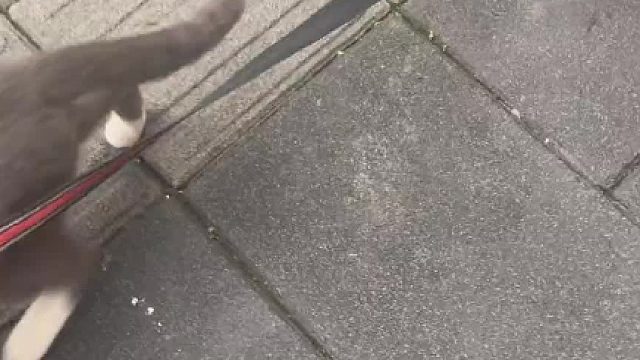 小卖部的猫为了出去玩拖着板凳就去了 震惊我