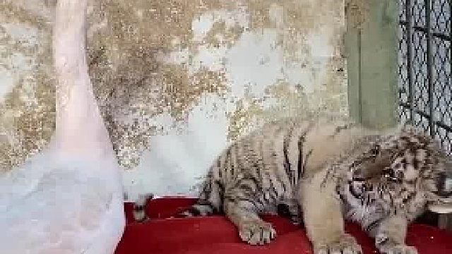 再过一年看下鹅还在不在