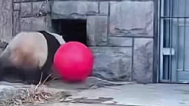 萌萌想打包球回家 结局让人意外