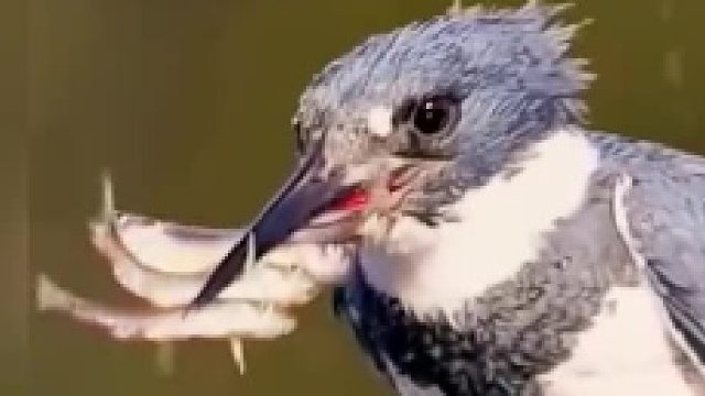 不知道飞到岸边在吃吗