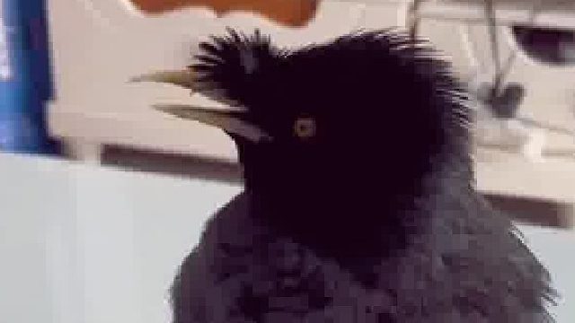 八哥：酒后吐真言