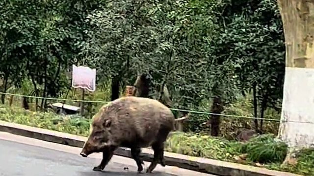 这一看就知道是本地的，而且离异带俩娃