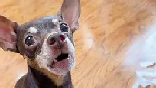 我就想知道它俩啥时候这么好了呢！