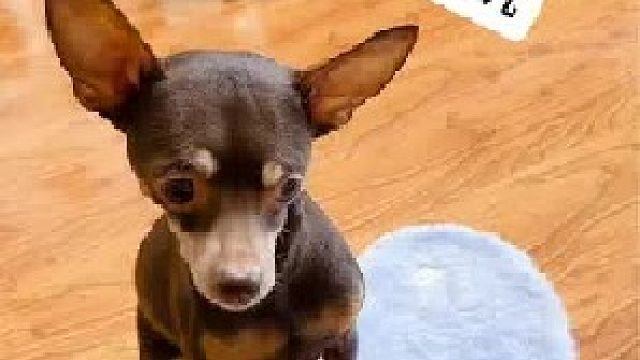 两个小家伙打着打着就分不开了！