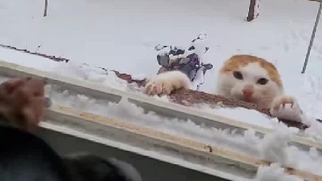 这只猫能顺利脱险吗？