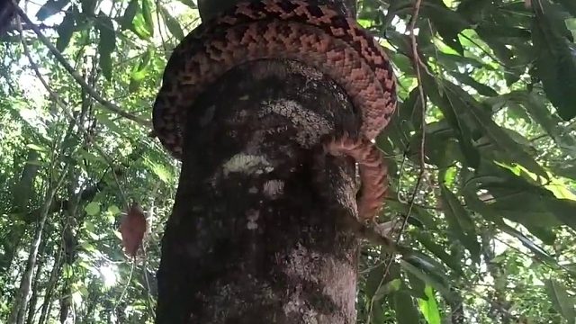 蟒蛇一圈一圈往上爬