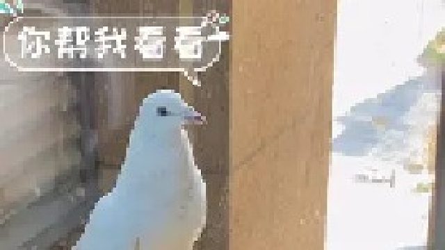 完了，我的家庭条件好像被鸽子嫌弃了……#萌宠出道计划 #奇妙的动物 #沙雕日常