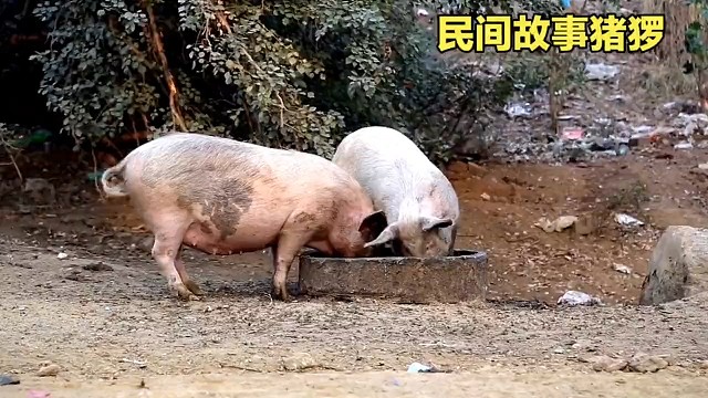 猪猡之死：邻居揭开谜底