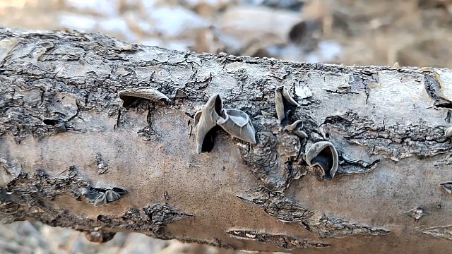 正月十六上山寻宝