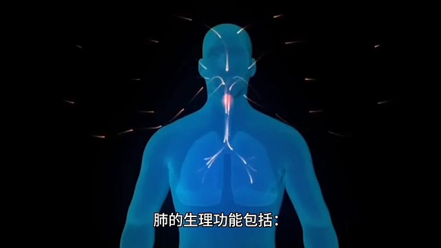 关于肺的小科普