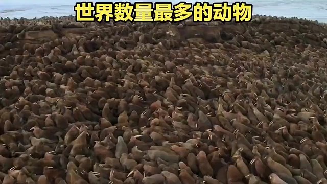 世界上数量最庞大的动物