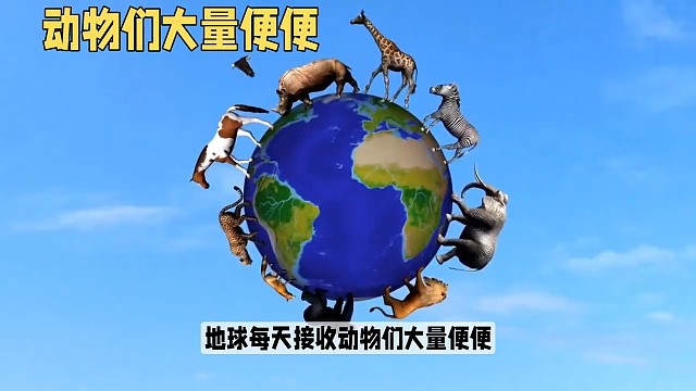 地球动物的便便都去哪了？