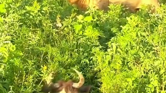 狮子已经闻到味儿了！
网友：再次说明不爱洗澡后果很严重！