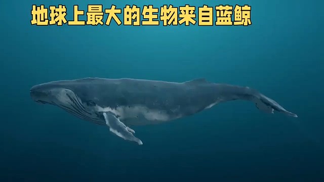 地球上最大的生物来自哪里？