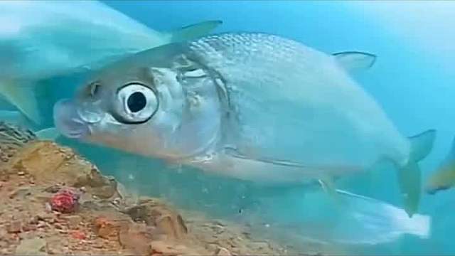 魚為什么不閉眼睡覺，你知道嗎？