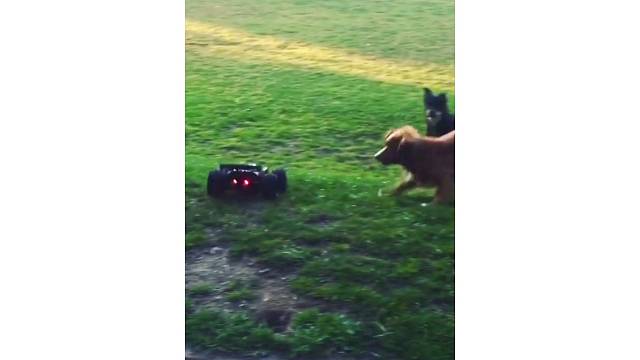 狗子与金猎豹遥控车的较量，太逗了，哈哈哈