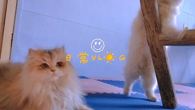猫咪日常