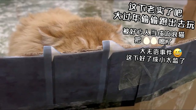 不听话的后果很严重！
网友：他至少没有被猫贩子抓走，至少还回来了！