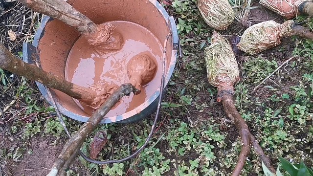 开春下小雨，开始农忙种植，锯些高压荔枝苗去种植