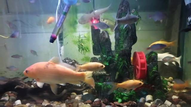 没事养养鱼，体验一下生活
