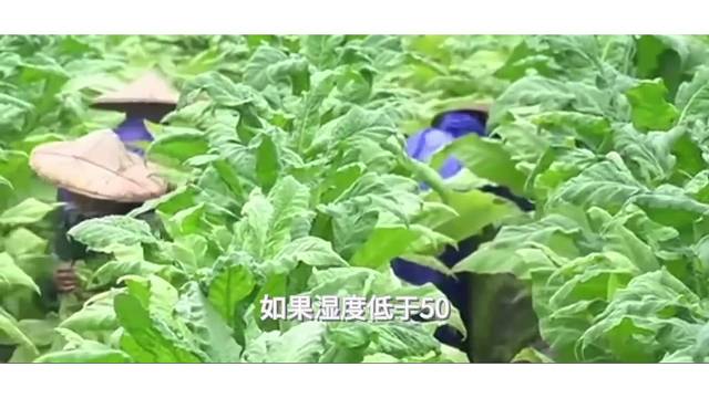 如何跟手卷烟丝打交道