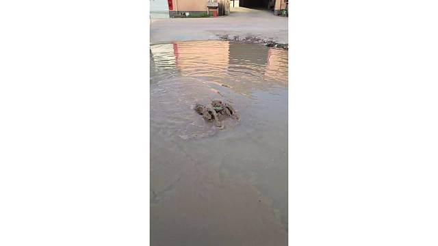 金猎豹遥控车防水性测试！防水性nice