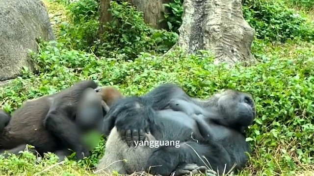 鉴定过了，这是一对中年夫妻！