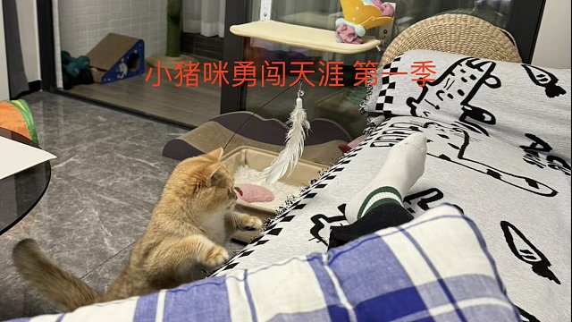 小猫蹭人小猫蹭人小猫蹭人小猫蹭人小猫蹭人小猫蹭人小猫蹭人小猫蹭人小猫蹭人小猫蹭人小猫蹭人小猫蹭人小猫蹭人小猫蹭人小猫蹭人小猫蹭人小猫蹭人