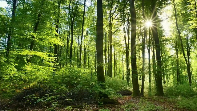 #明日之后赚金计划 #明日之后 #原始森林