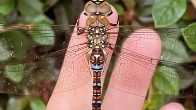 如何让一只蜻蜓温柔地停留在你指尖？