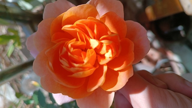 开花了哦！好好看