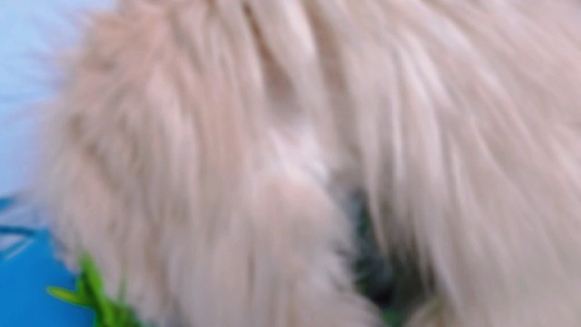 猫草终于长成了