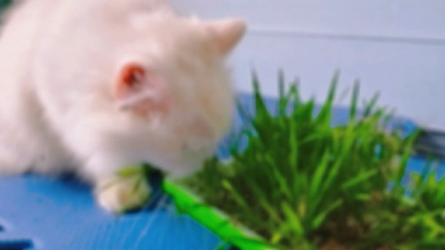 一起来分享猫草吧