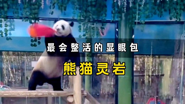 最会整活的国宝，熊猫里的显眼包-灵岩。