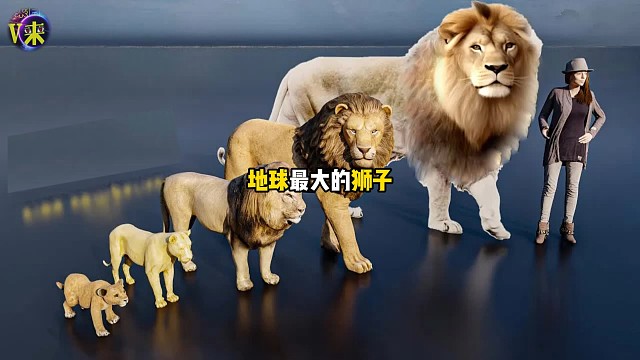 你知道地球最大的狮子有多大吗