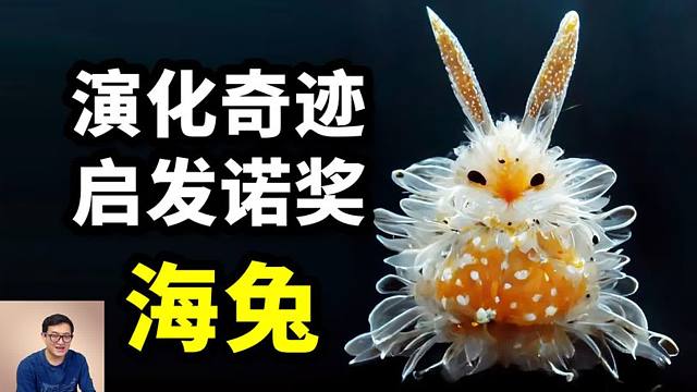 海兔：像外星生物一樣科幻，啟發(fā)諾貝爾獎，海底兔子竟如此神奇！