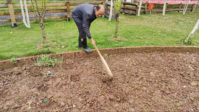 今天在洒豇豆种子