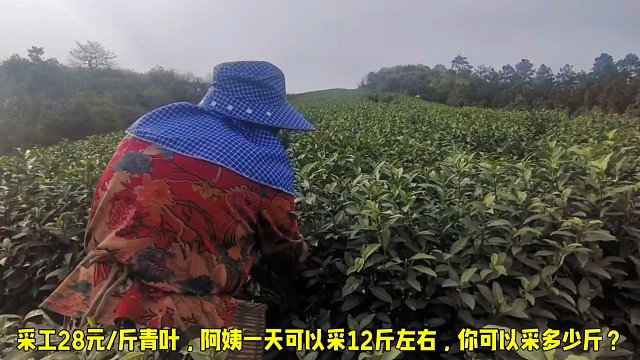 安吉白茶