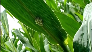 玉米叶底下依附着一堆虫卵
